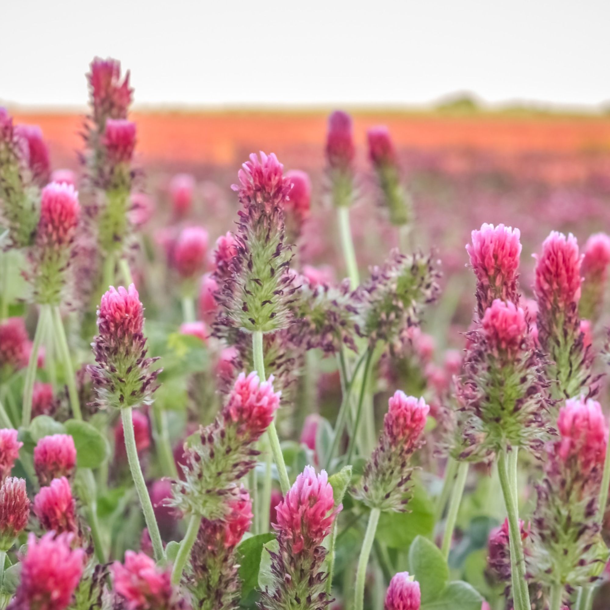 Crimson Clover Seeds - 5 Lb - Cover Crop, Non-GMO, Farm & Garden - Buy Non-GMO Trifolium incarnatum Farm & Gardening Seeds Onlin